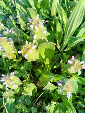 50 Graines de Lamier Rose 