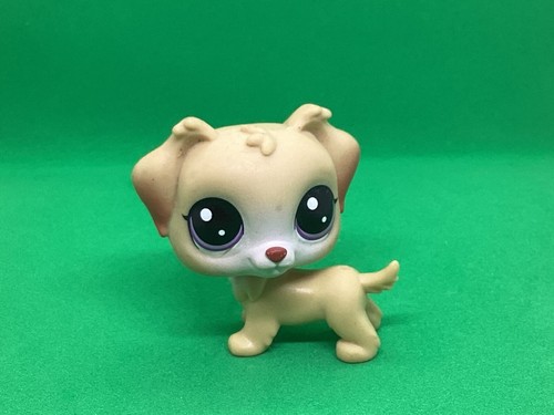 Petshop chien golden retriever - chien,