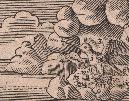1777 gravure originale - , oiseaux
