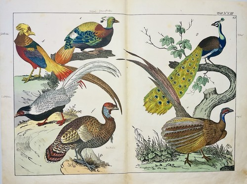 Paon faisan oiseau - , paradis