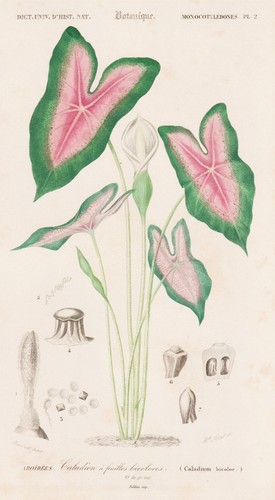 Caladium bicolor kaladien - caladium,