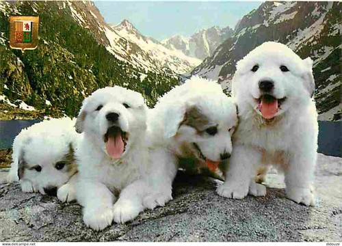 Carte postale animaux - postale,