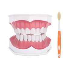 Modèle De Dent Dentaire