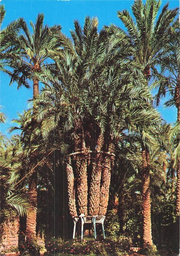 Espagne elche huerto del cura - espagne,
