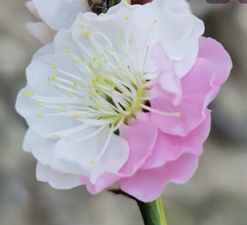 Fuban tiaozhi prunus - ‘fuban, tiaozhi‘