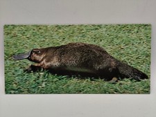 Nestlé MERVEILLES DU MONDE Carte N°29 "L'ornithorynque" b