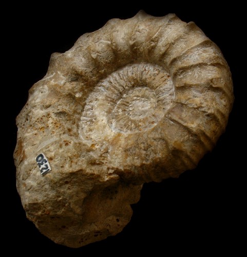 Ammonite callovien - du,