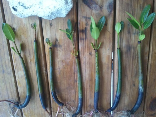 Red mangrove propagules - red,