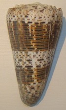 Conus (Rhombiconus) imperialis
