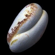 ★☆ GOGOTTE MAROC de