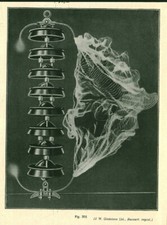 Document ancien flux électrique sur isolateur issu de magazine 1930