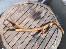 Bois de cerf élaphe 6 cors ; Cervus elaphus #0209(1)