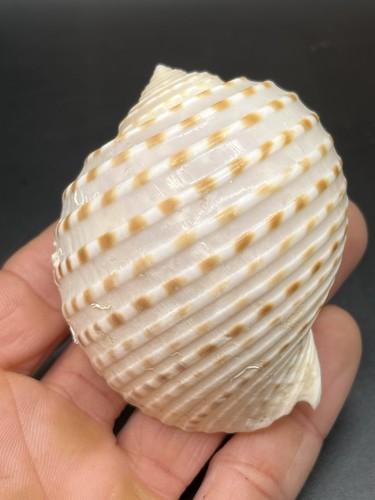 8 cm coquillage - -,