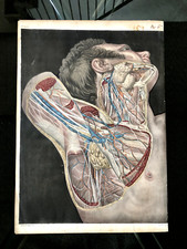 Rare : planche anatomique 1830 - Otta Muzzi - Lit. Stefani