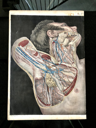 Rare planche anatomique - :, 1830