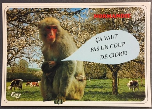 Carte postale humoristique - postale,