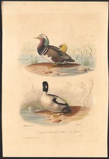 1853 Gravure aquarellée