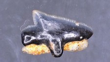 SHARK TOOTH REQUIN -