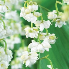 Muguet convallaria prolificans - muguet,
