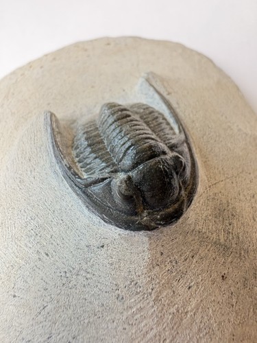 Cornuproetus trilobite fossils - cornuproetus,