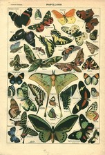 Document ancien papillons