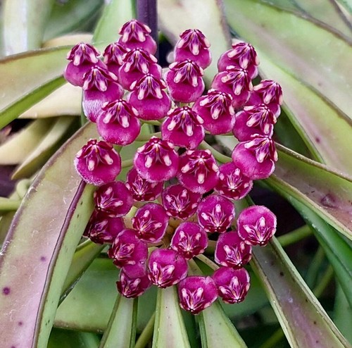 Hoya wayetii 40cm - wayetii, |
