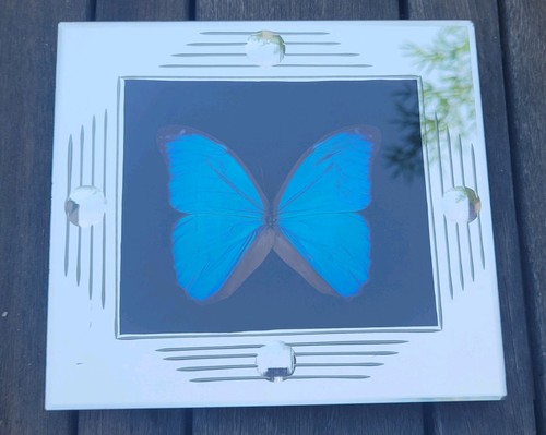 Papillon morpho didius sous - didius,