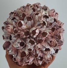 curiosité , taxidermie ,Coquillage : Énorme Boule De Balanes