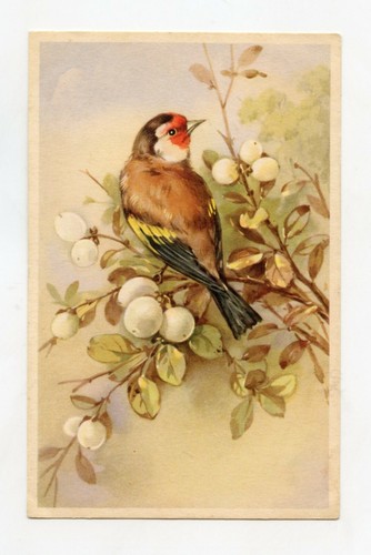 Oiseaux le chardonneret - oiseaux,