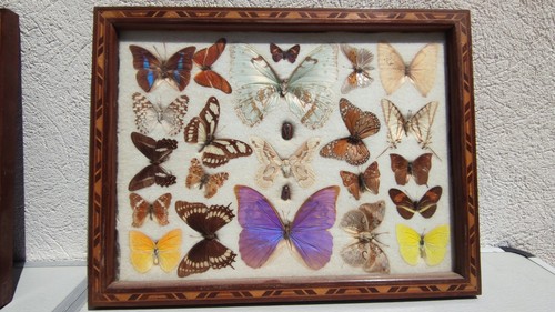Cadre entomologique - , –