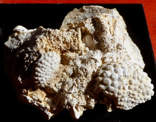 Crabe fossile miocène - fossile,