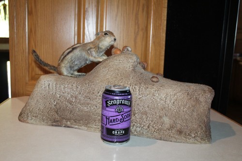 Vtg taxidermy golden mantled - vtg,