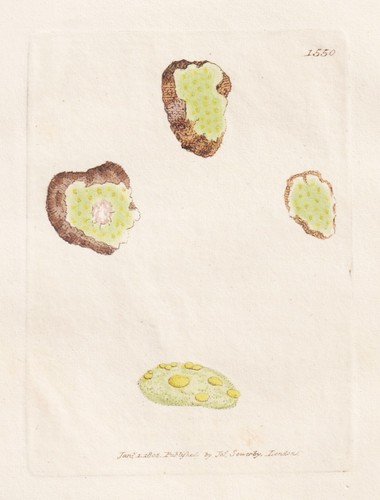 Lichen lucidus fadens moos - lichen, lucidus;