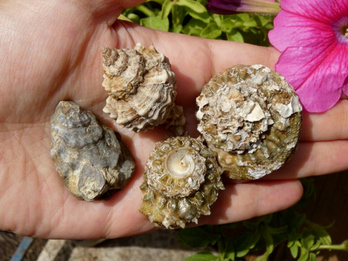 Lot coquillages mollusque - lot, 4