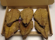 Amande de mer ARBRE FEUILLES