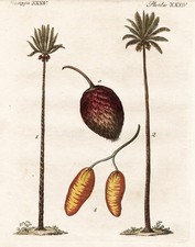 Palmiers Dattiers Dattelpalmen