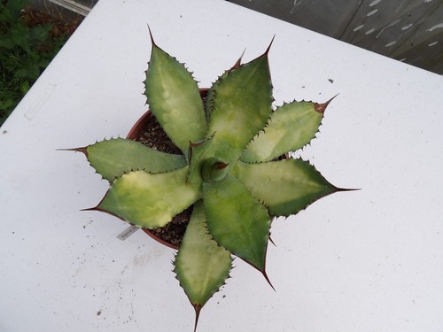 Agave cupreata variegata rare