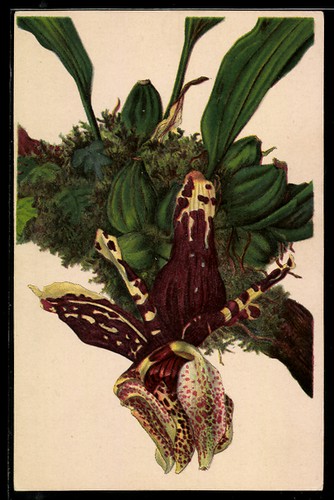Munich nymphenburg jardin - munich-nymphenburg,,