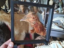 Tête de poule préservée à