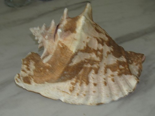 Coquillage strombus gigas - coquillage, •