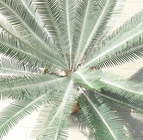 Dioon argenteum 12cm caudex - argenteum,