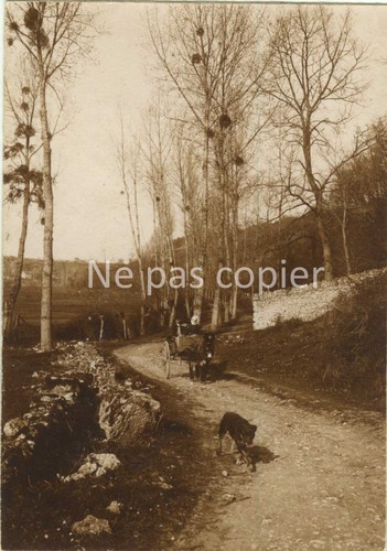 Poitiers 1903 chemin - 1903, chien