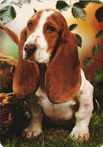 Cpa basset hound dog - cpa,