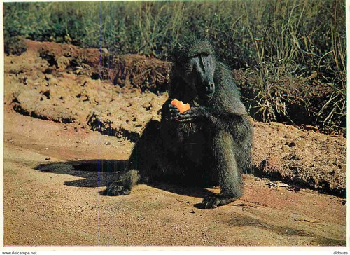 Carte postale afrique du - afrique, sud