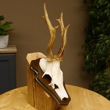 Trophée De Cerf Avec Bois