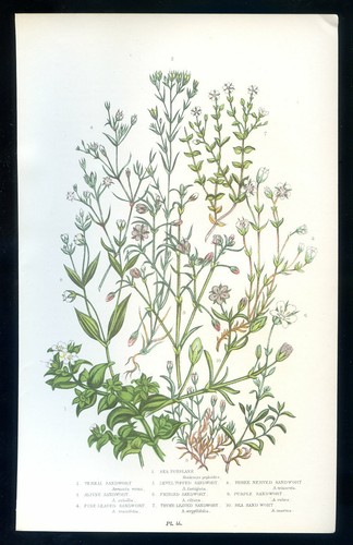 Botanique fleur arenaria - botanique,,