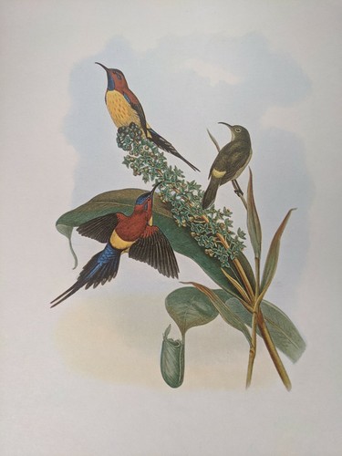 1969 oiseau imprimé - 1969, mme