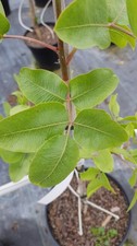 Pistacia vera 'Larnaka'