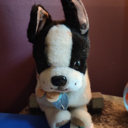Puppy heart boston terrier - puppy, at