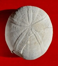 OURSIN FOSSILE ÉOCÈNE DES